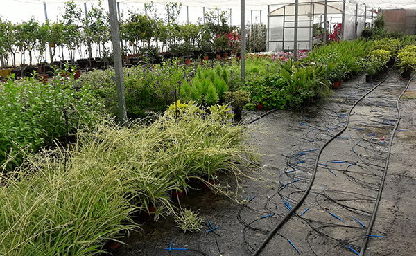 Todo tipo de plantas y flores para la venta a empresas