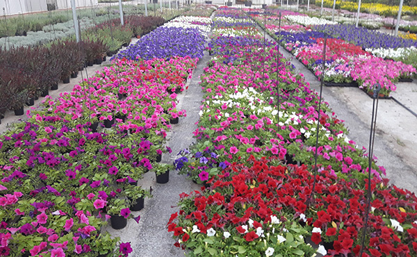 Todo tipo de plantas y flores para la venta a particulares