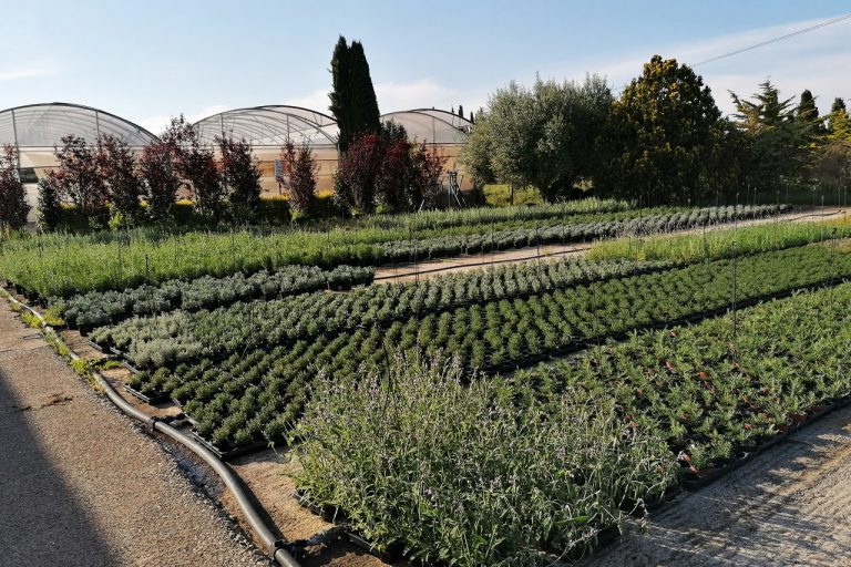 Vivero plantas exterior