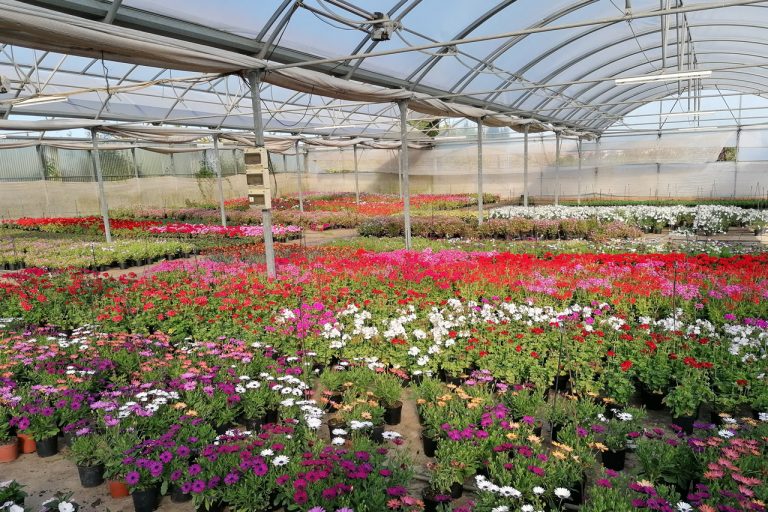 Vivero flores interior