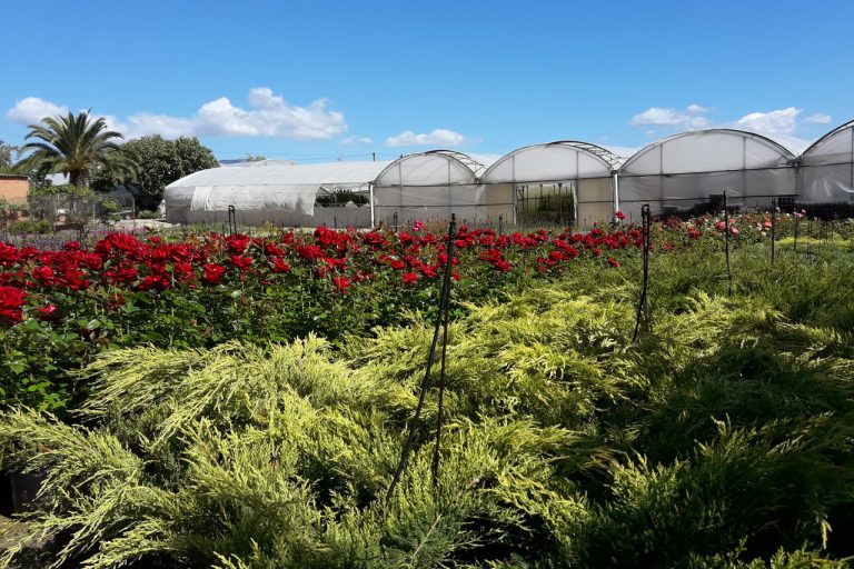 Flores y plantas del vivero