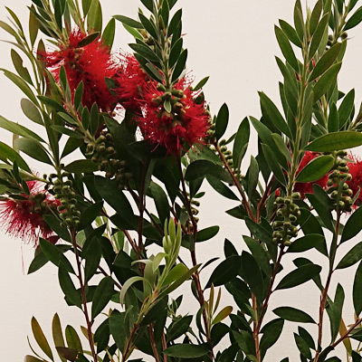 Arbusto Callistemon Spendens