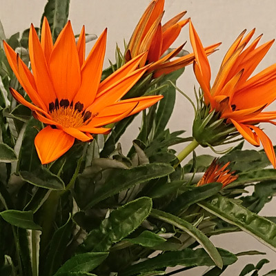 Planta Aromática Gazania