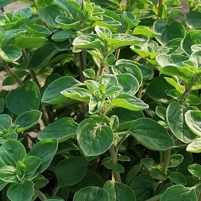 Planta Aromática Oregano