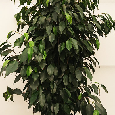 Planta de interior Ficus Benjamina