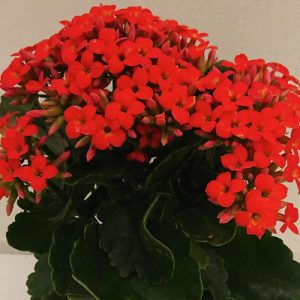 Planta de Interior Kalanchoe