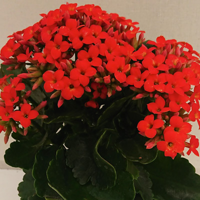 Planta de Interior Kalanchoe