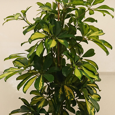 Planta de interior Scheflera