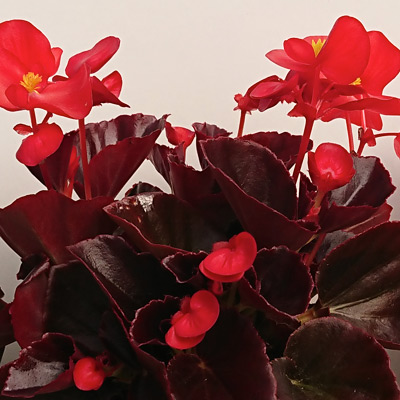 Planta de temporada Begonia Serpenflorens