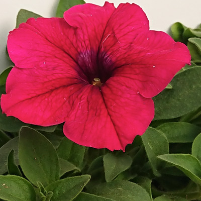 Planta de temporada Petunia